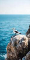 A seagull stands on a rocky cliff with the ocean in the background, capturing the essence of coastal wildlife and natural beauty. photo