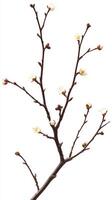 Delicate Spring Blossoms, A Close-up of a Branch with White Flowers and Buds in Full Bloom photo