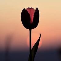 A single red tulip is the main focus of the image photo
