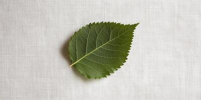 Close-up of a Single Green Leaf on White Fabric Background, Nature Photography, Botanical Details, Minimalist Design photo