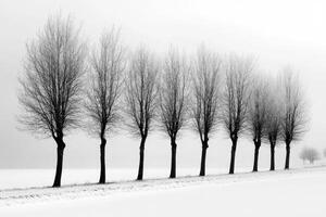 Winter Trees in a Row - A Peaceful Winter Landscape photo