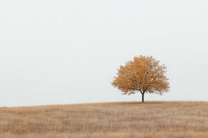A lone tree with autumn leaves stands in an open field under a clear sky, showcasing the serene beauty of nature. photo