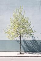 Urban Tree Against Light Blue Wall photo