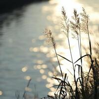 Sunlit reeds by a tranquil lake with sparkling water reflections, creating a serene and peaceful atmosphere at sunset. photo