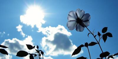 A flower is in the middle of a blue sky with clouds. The sun is shining brightly, making the flower look even more beautiful photo