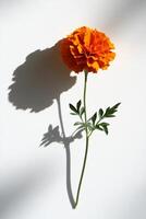 A single orange flower with a stem is the main focus of the image photo
