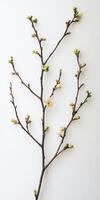 Delicate Spring Branch with Buds and Blossoms photo