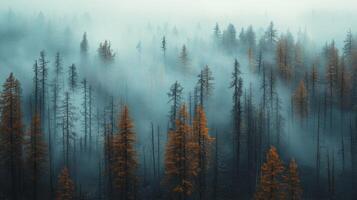 A captivating misty forest landscape showcasing evergreen trees with autumn foliage. The serene atmosphere highlights nature's beauty, perfect for outdoor themes. photo
