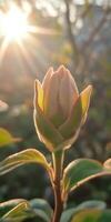 A budding flower illuminated by sunlight, capturing the essence of nature's beauty in a tranquil garden. photo