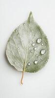 Delicate Green Leaf with Dew Drops photo