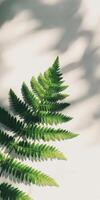 Fern Leaf Close Up, Green Nature Photography photo