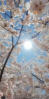 Cherry Blossoms in Spring, A Breathtaking View photo