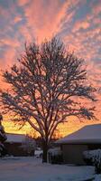 Tree covered in snow with a beautiful orange sky in the background. The sky is filled with clouds photo