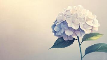 Elegant White Hydrangea Bloom Against Soft Pastel Background with Green Leaves and Gentle Lighting photo