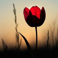 Stunning Silhouette of a Red Tulip Against a Golden Sunset Sky in a Serene Natural Setting photo
