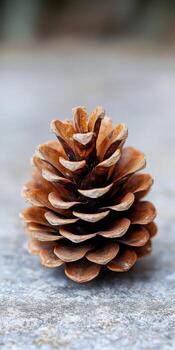 Single pine cone is sitting on a grey surface. The pine cone is brown and has a pointy top photo