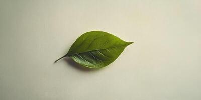 Single Green Leaf on Beige Background, Nature Photography, Minimalist Botanical Image photo