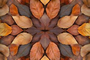 A symmetrical arrangement of autumn leaves in warm hues, forming a natural mandala pattern, perfect for seasonal and nature-themed designs. photo