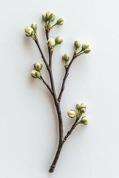 Delicate Spring Buds on a Branch photo
