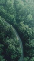 Misty Forest Path Aerial View photo