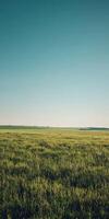 Vast Green Field Under a Clear Sky photo