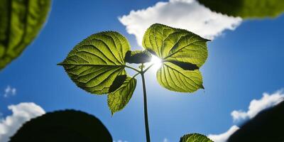 A leafy plant is in the sun with a blue sky in the background. The sun is shining brightly on the leaf, making it look vibrant and healthy. Concept of growth and vitality photo