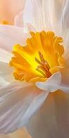Detailed macro shot of a daffodil flower showcasing its bright yellow center and delicate white petals. photo
