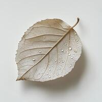 Delicate Autumn Leaf with Dew Drops photo