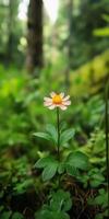 A small flower is in the foreground of a lush green forest. The flower is yellow and pink, and it is surrounded by green leaves. Concept of tranquility and natural beauty photo