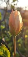 A detailed image of a flower bud illuminated by sunlight, showcasing the delicate textures and vibrant colors of nature. photo