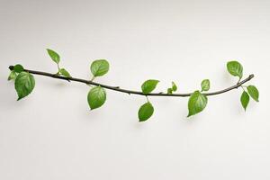 Delicate Spring Branch Fresh Leaves photo