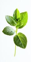 Closeup of Lush Green Leaves photo