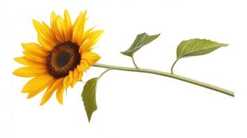 A yellow sunflower with a black center photo