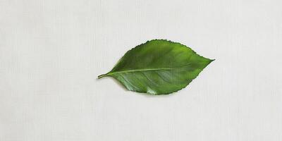 Nature, Botanical, Minimalist Photography photo