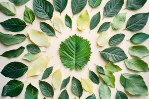 Vibrant Collection of Green Leaves Arranged in a Circular Pattern on a Light Background photo