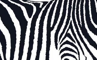 Zebra Pattern Black and White Illustration Isolated on A White Background vector