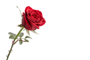 A detailed close-up of a red rose, with fresh green leaves and sharp thorns visible on the stem png