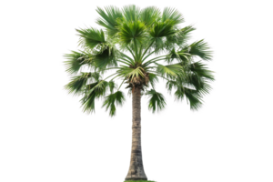 A palm tree rooted atop a green grassy hill, its fan-like fronds adding contrast against the open and simplistic scenery png