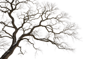 A close-up of frosty tree branches intertwining intricately, emphasizing the elegance of winter icy touch and the resilience of nature png
