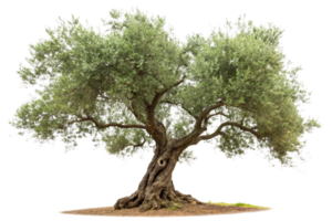 An ancient olive tree with a wide trunk, sprawling branches, and dense leaves, symbolizing strength and longevity png