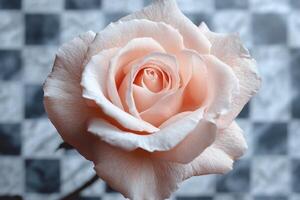 Pale Pink Rose Close Up Against Checkered Background photo