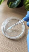 Gloved Hand Using Pipette to Add Liquid to Petri Dish photo