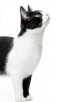 Elegant Tuxedo Cat Portrait on White Background A striking studio shot capturing the beauty and grace of a black and white feline Perfect for pet lovers, animal enthusiasts, and anyone seeking photo