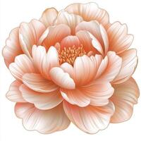 Explore the delicate beauty of a coral peony in full bloom, captured in a captivating image showcasing its intricate layers of petals and soft, inviting color palette Perfect for adding a touch of photo