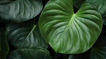 Explore the lush beauty of tropical foliage with this captivating image showcasing vibrant green leaves and intricate textures, perfect for backgrounds, wallpapers, and design inspiration Delve into photo