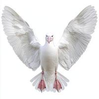 White Bird in Flight Wings Spread Wide Against White Background photo