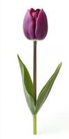 Dark Purple Tulip with Green Leaves on White photo