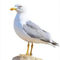 Gray and White Seagull Perched on Rock photo