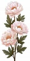 Blush Pink Peonies on White Textured Background photo