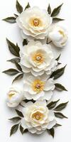Creamy White Peonies and Green Leaves on White photo